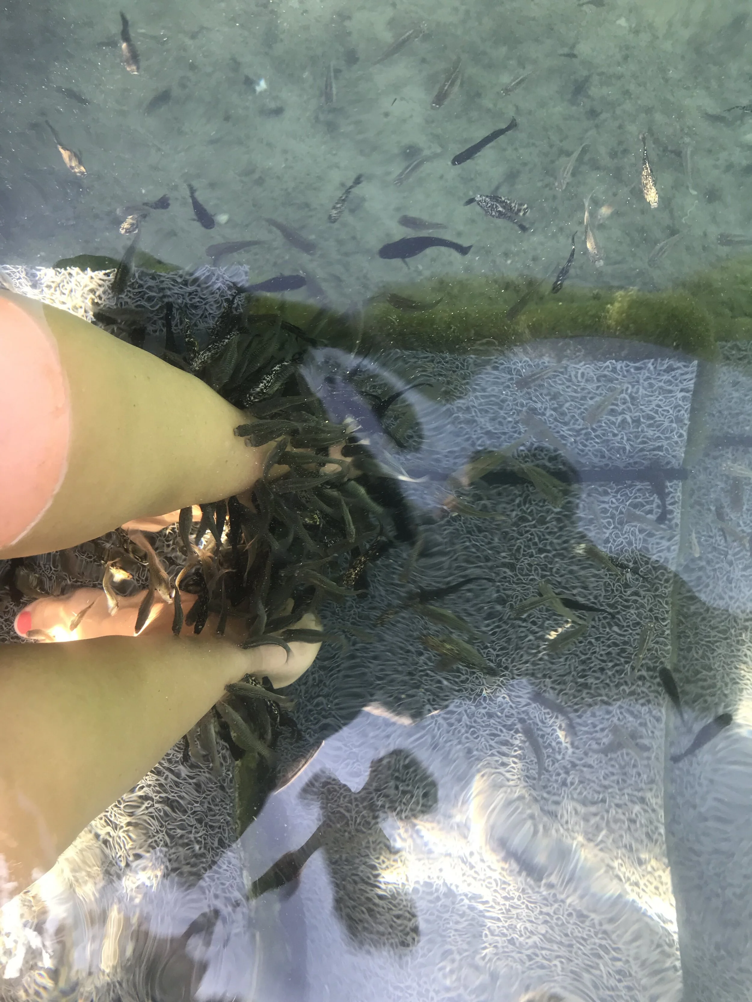 The fish lake in Greece !